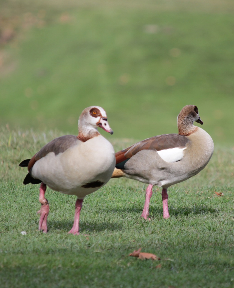 This image for Image Layouts addon