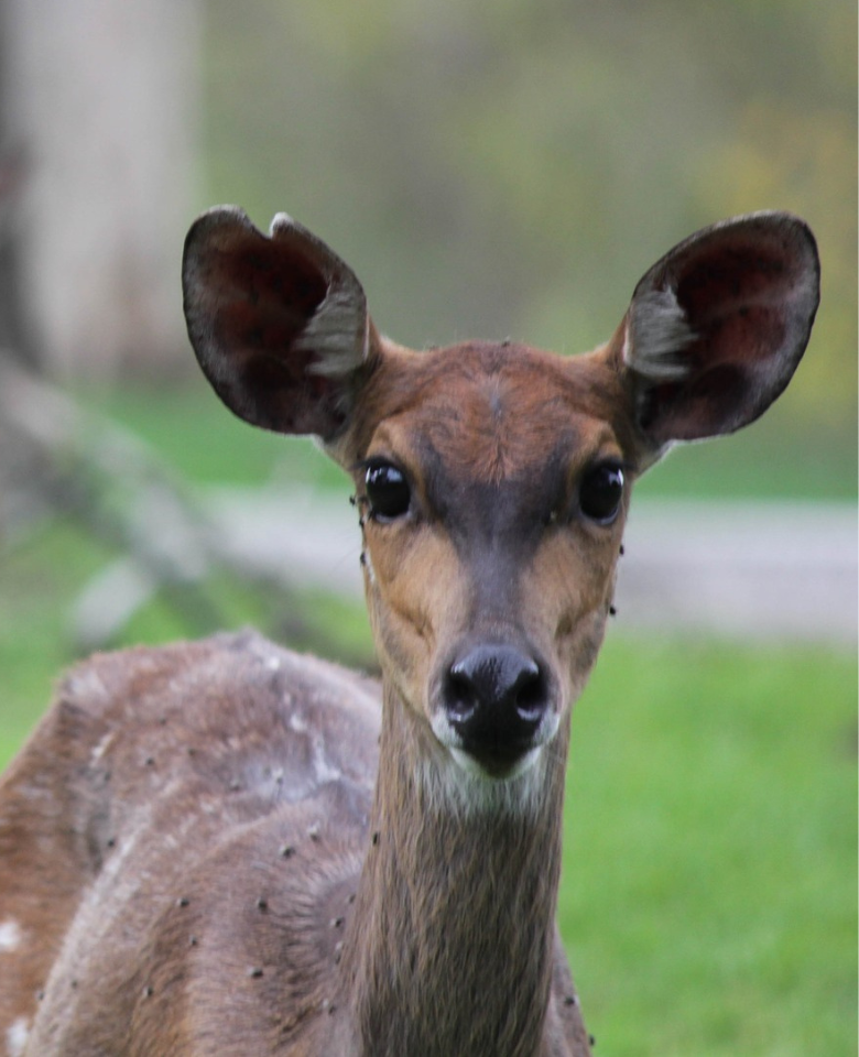 This image for Image Layouts addon