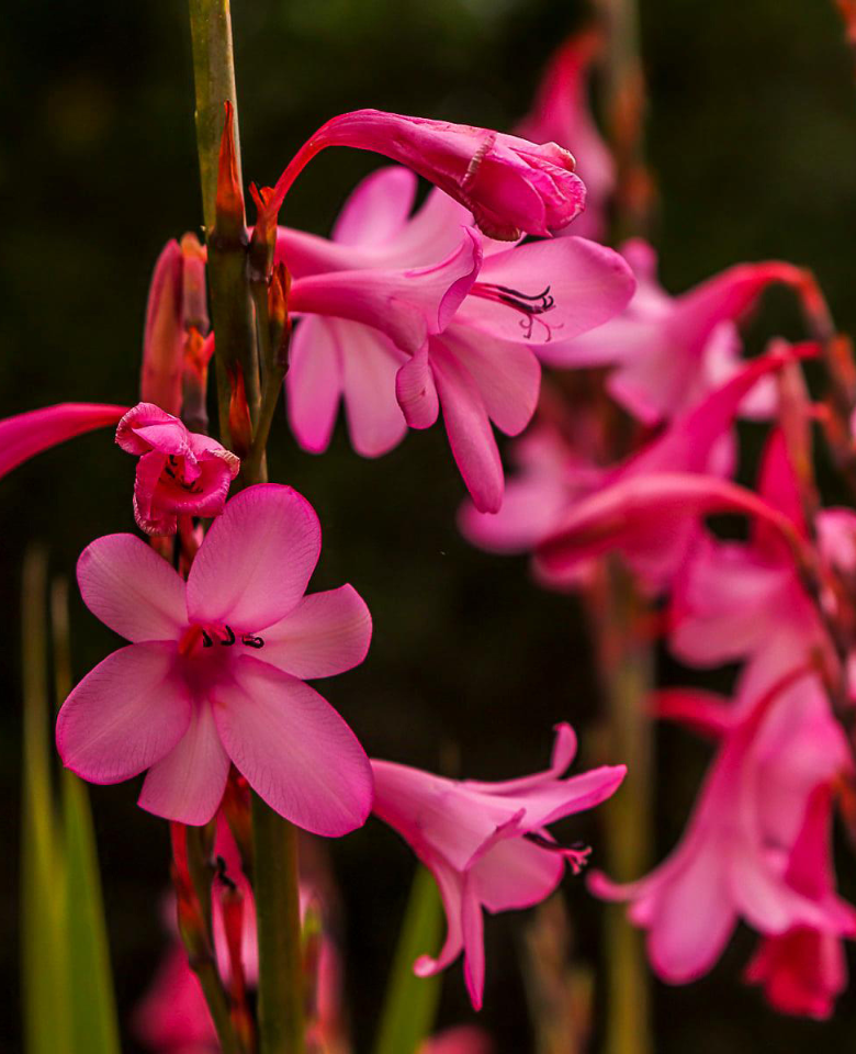 This image for Image Layouts addon